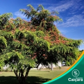Cassia-Vermelha