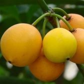 Bacupari