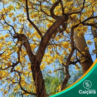 Ipê Amarelo do Cerrado