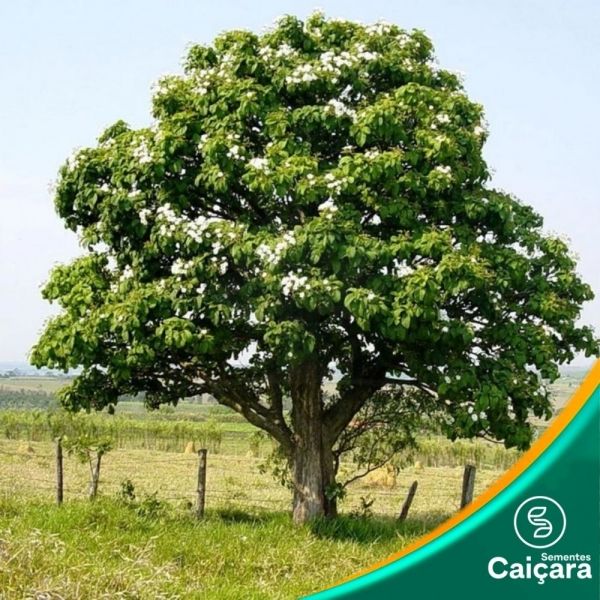 Babosa-Branca - Sementes Caiçara