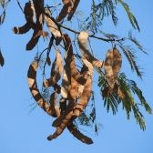 Angico-do-Cerrado