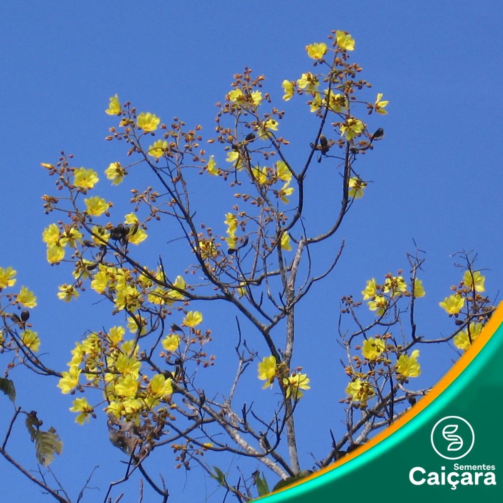 Algodão do Cerrado