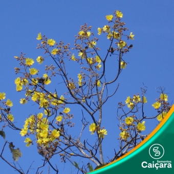 Algodão do Cerrado