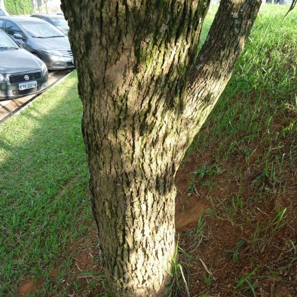 Jacarandá Paulista