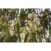 Eucalipto Camaldulensis