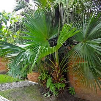 Palmeira Leque da China