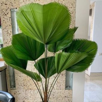 Palmeira Leque
