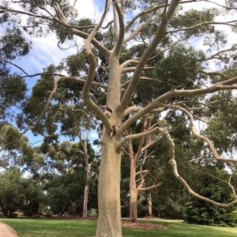 Eucalipto Citriodora