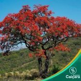 Mulungu-Suinã