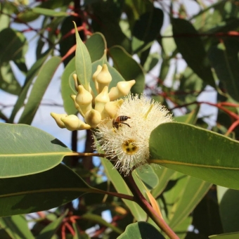 Eucalipto robusta