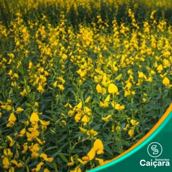 Crotalária Breviflora