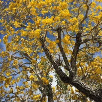 Ipê Amarelo do Cerrado