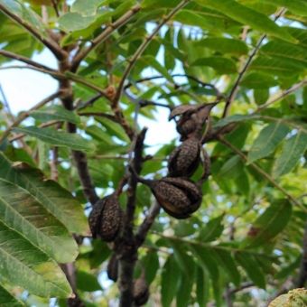 Cedro Rosa