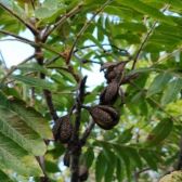 Cedro Rosa