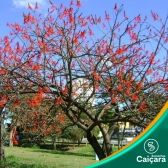 Mulungu do Litoral