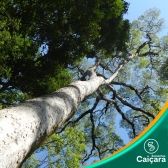 Garapa