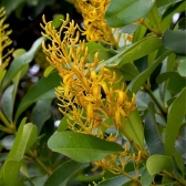 Cinzeiro