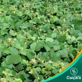 Calopogônio (1 Kg )