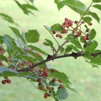 Mamica de Porca-Tembetari